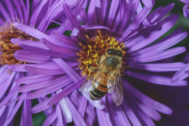 Uma abelha em uma flor