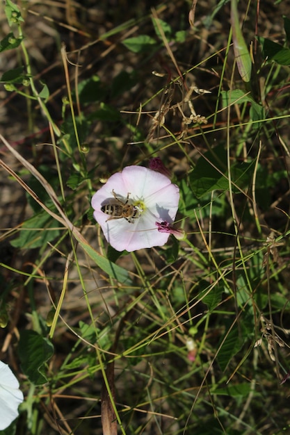 Foto uma abelha em uma flor