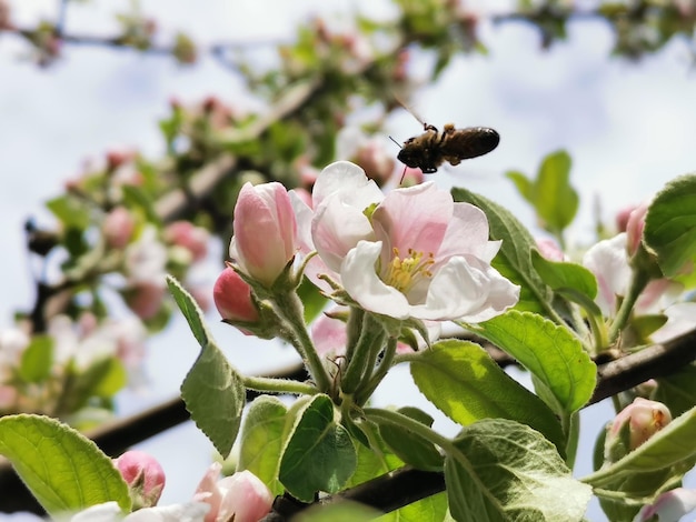 Uma abelha em uma macieira em flor