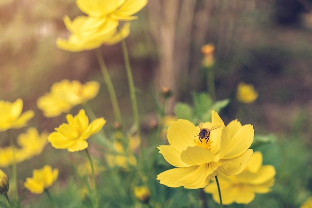 Uma abelha encontrar melada no pólen da flor