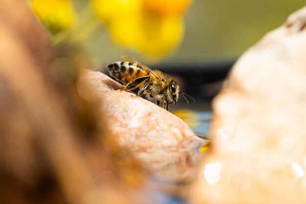 Foto uma abelha está sentada em uma rocha e uma flor está no fundo