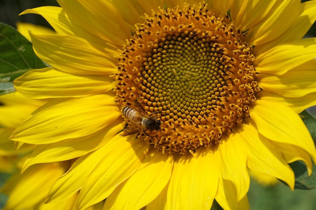uma abelha está voando em torno de um girassol com uma abelha nele