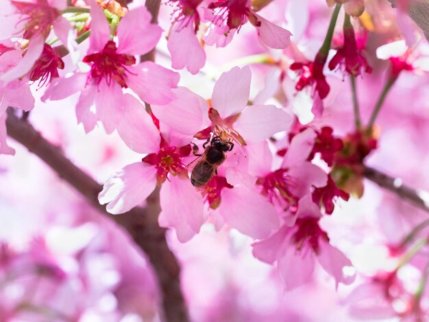 Foto uma abelha inseto voou para o ramo de flores de cerejeira coletando néctar um dia ensolarado na primavera polinização