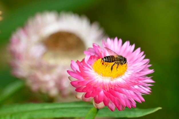 Uma abelha na flor rosa de pólen amarelo