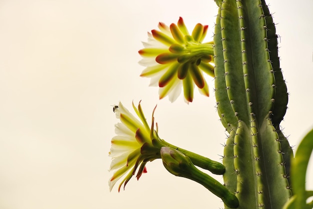 Uma abelha nas pétalas de uma flor de cacto branco com farpas longas e afiadas.