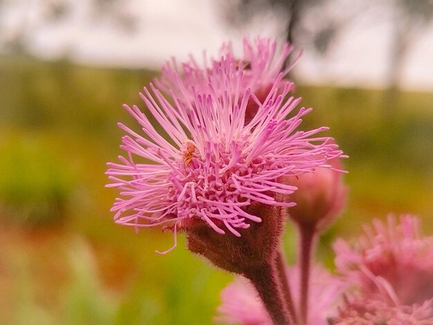 Foto uma abelha numa flor rosa