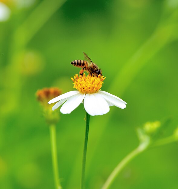 Uma abelha ocupada bebendo néctar da flor