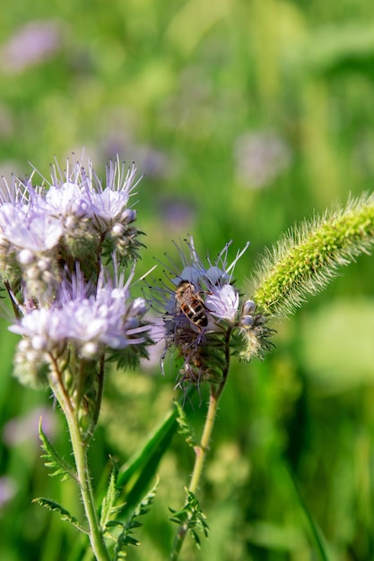 Uma abelha operária coleta pólen de uma flor de phacelia para fazer mel