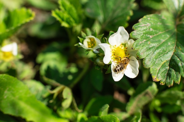 Uma abelha poliniza uma flor de morango no jardim