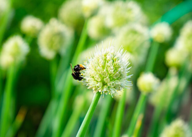 Foto uma abelha pousa em uma flor de cebola em um campo plantado com cebola