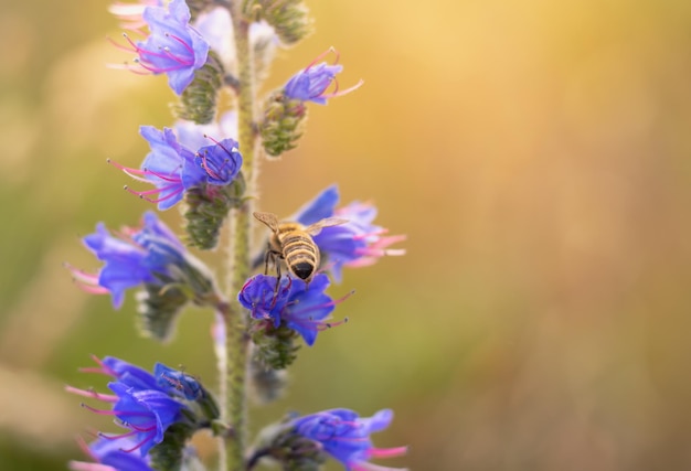 Uma abelha recolhe mel em flores de verão num dia ensolarado de verão com fundo brilhante