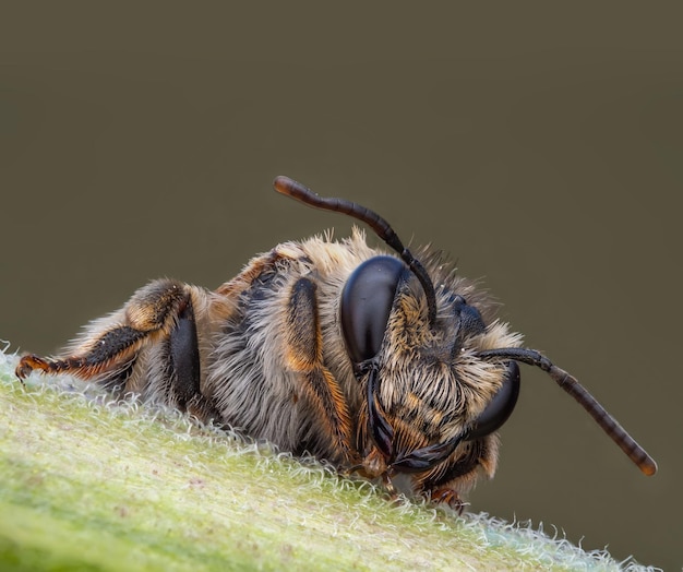 Uma abelha se fixa em uma planta verde foco seletivo macro inseto ampliação extrema