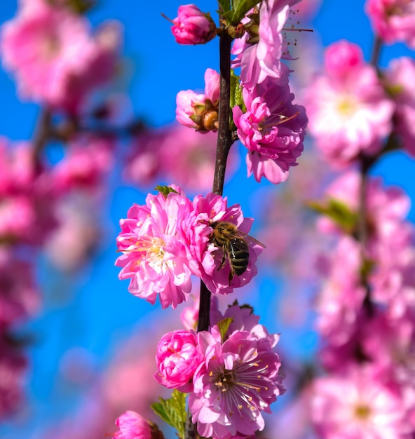 Uma abelha senta-se em uma linda Sakura. Cereja japonesa.