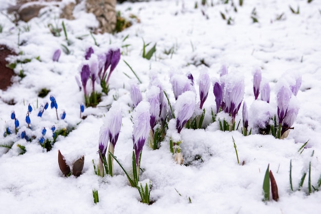 Uma abelha voa até as prímulas que florescem na neve