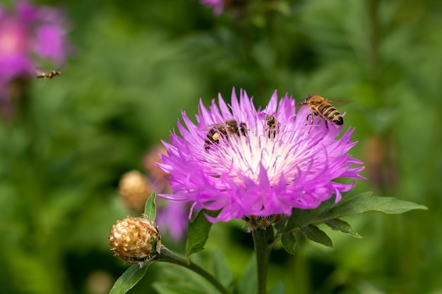Uma abelha voa em direção a uma flor de centáurea roxa e branca com três abelhas Abelhas coletam néctar Coleção de pólen Foco seletivo