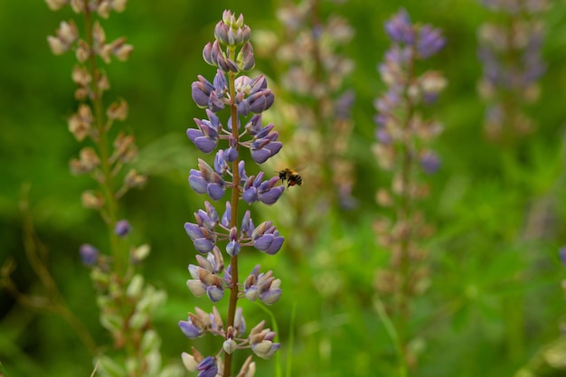 Uma abelha voa perto das flores e as poliniza O mel tem propriedades muito úteis para o corpo humano