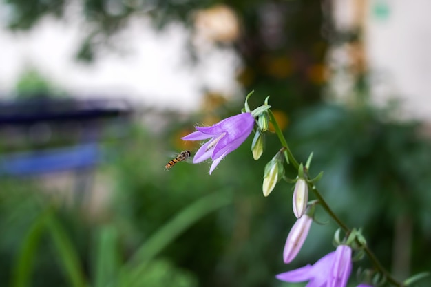 Uma abelha voa perto de uma flor roxa