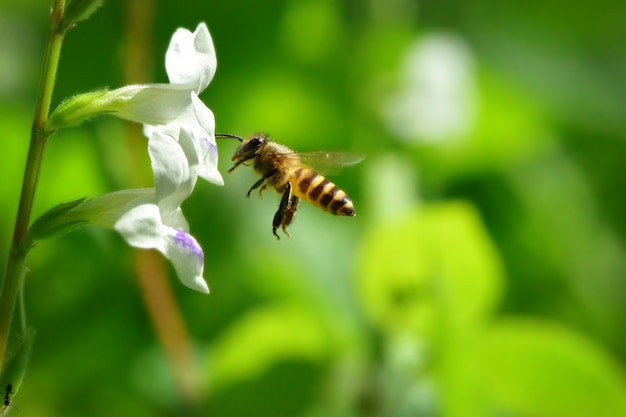 Foto uma abelha voando para a bela flor