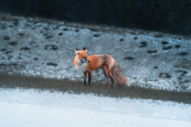 Uma adorável raposa canadense de pé numa trilha