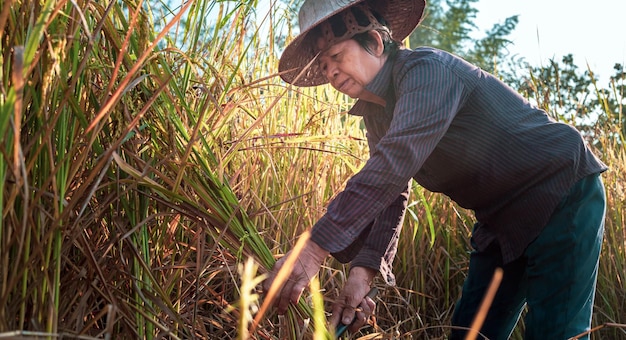 Uma agricultora asiática idosa colhendo arroz em um campo planta arroz em amarelo dourado na zona rural