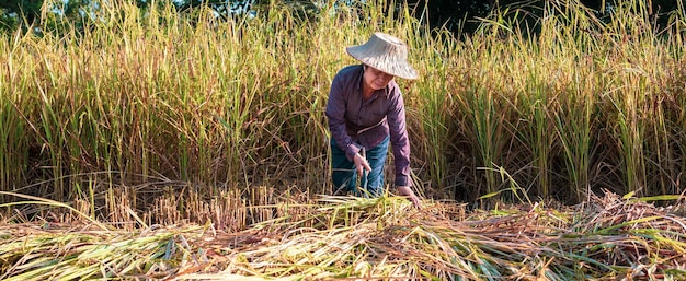 Uma agricultora asiática idosa colhendo arroz em um campo planta arroz em amarelo dourado na zona rural