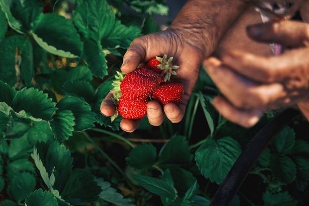 Uma agricultora idosa recolhe uma colheita de morangos maduros Colhendo morangos orgânicos frescos