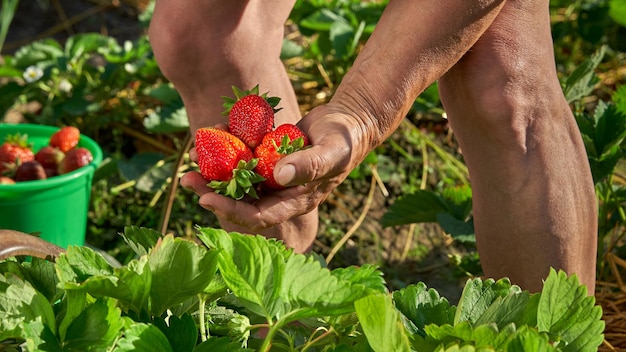 Uma agricultora idosa recolhe uma colheita de morangos maduros Um punhado de bagas nas mãos