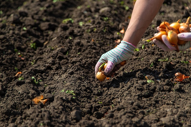 Uma agricultora planta cebolas em seu jardim Foco seletivo