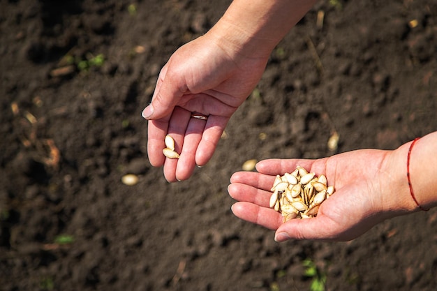 Uma agricultora planta sementes no jardim foco seletivo