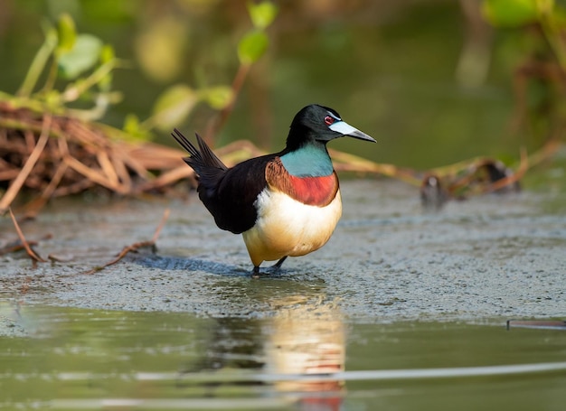 Uma água de jacana de asas de bronze