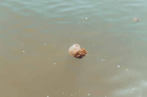 Uma água-viva marrom, transparente e grande se move suavemente ao longo da água.