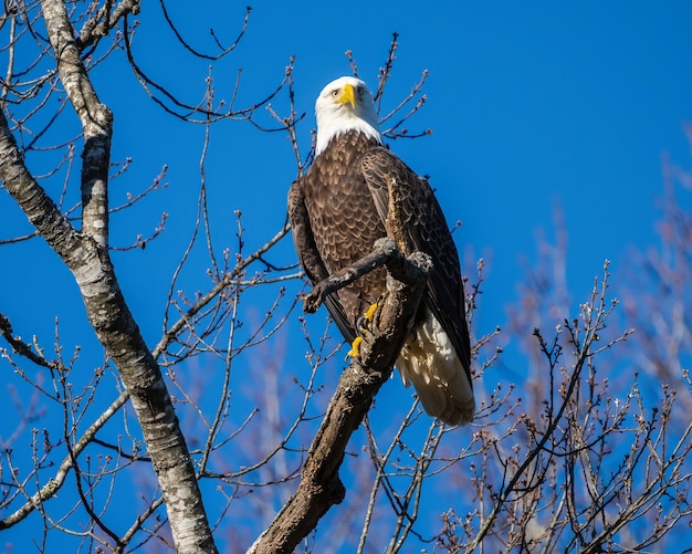 Uma águia careca em Dover, Tennessee