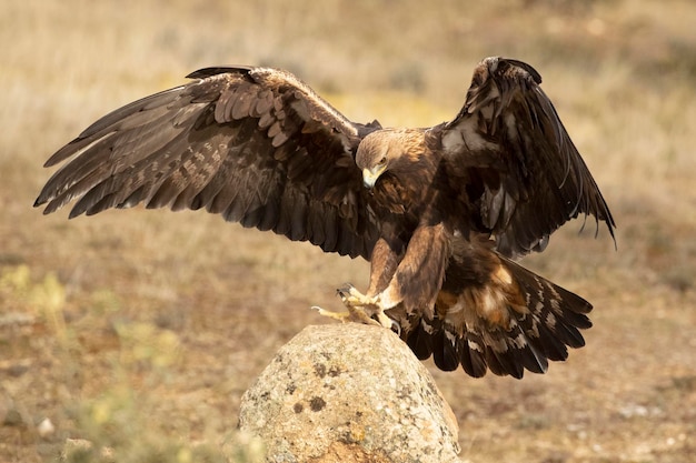 Foto uma águia com um falcão nas asas está prestes a pousar numa rocha