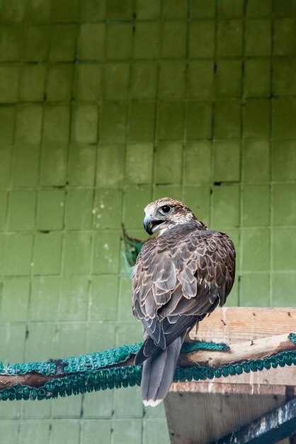 Uma águia e um falcão sentam-se em um galho fechado