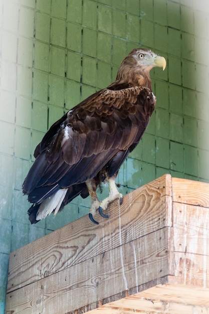 Foto uma águia e um falcão sentam-se em um galho fechado