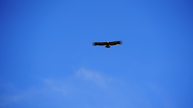 uma águia voando no céu azul