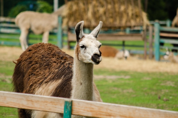 Foto uma alpaca de lã de um zoológico