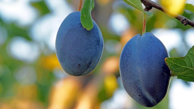 Foto uma ameixa azul está pendurada de uma árvore