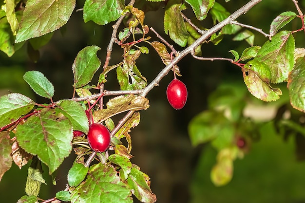 Foto uma ameixa de cereja com frutos vermelhos prunus cerasifera