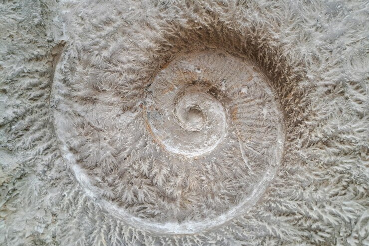 Foto uma amonita fossilizada incrustada numa superfície de pedra de textura áspera que apresenta o seu distinto padrão espiral