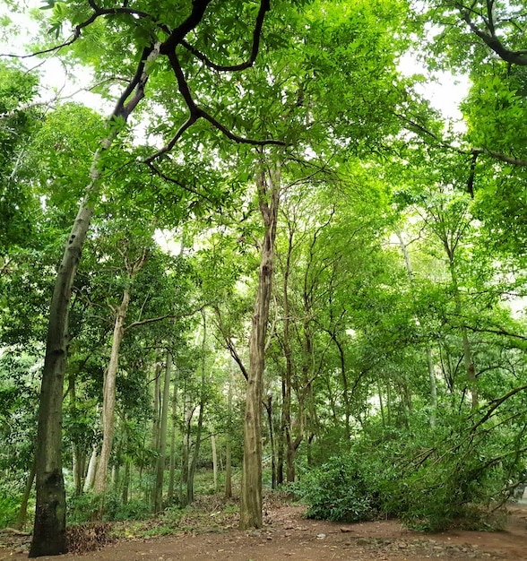 Foto uma ampla moldura de selva tropical.