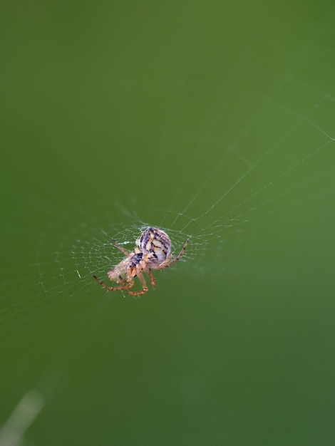 Foto uma aranha a tecer a sua teia