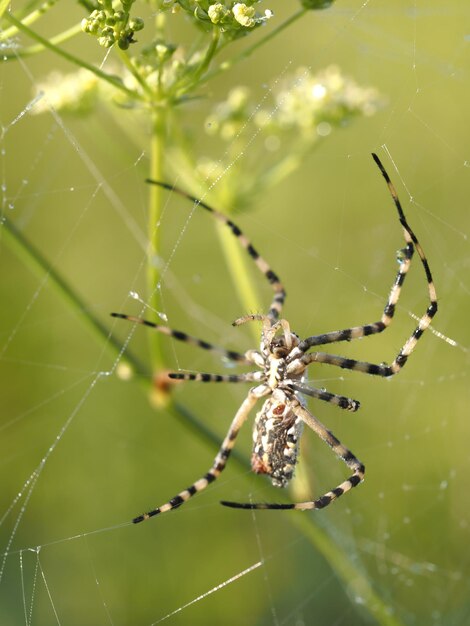 uma aranha a tecer as suas redes