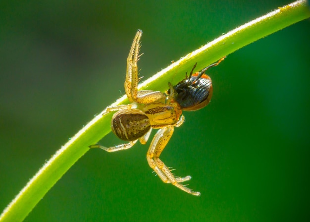 Uma aranha amarela em um talo de grama pegou uma joaninha um predador em ação