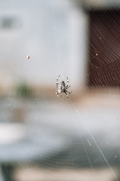 Uma aranha aranha tece uma teia na floresta. Foto de alta qualidade