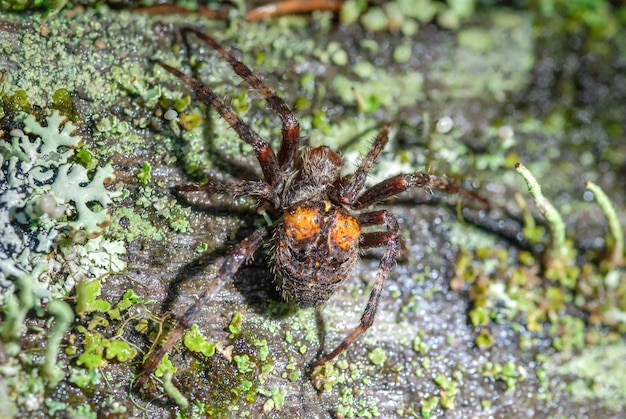 Foto uma aranha com manchas laranja no corpo caça na macro de musgo