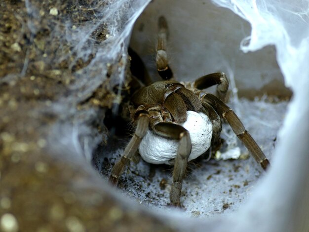 Uma aranha com um ovo branco na boca