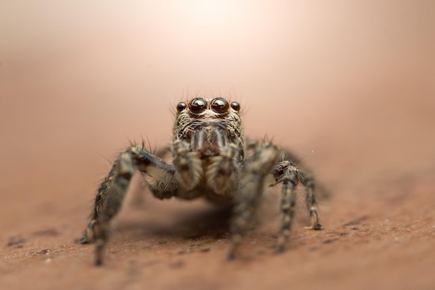 Uma aranha com uma cabeça grande senta-se em uma superfície vermelha.