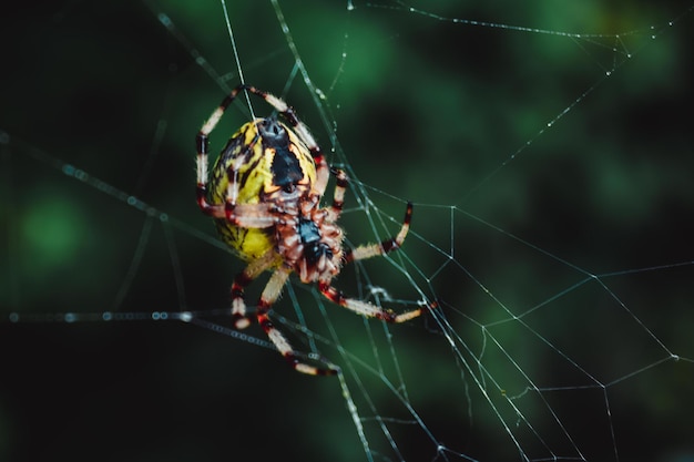 Uma aranha de cor amarela com listras pretas que fica em uma teia