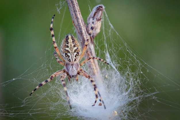 Uma aranha de jardim captura presas em uma teia Macro